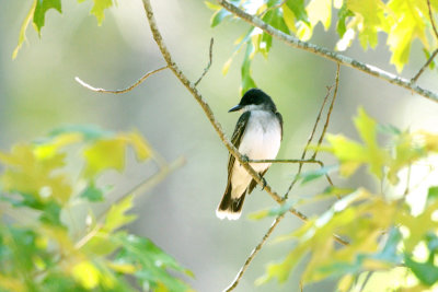 Kingbird_Eastern HS2_1516.jpg