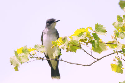 Kingbird_Eastern HS2_1621.jpg