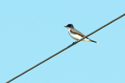 KIngbird_Eastern HS4_9762.jpg