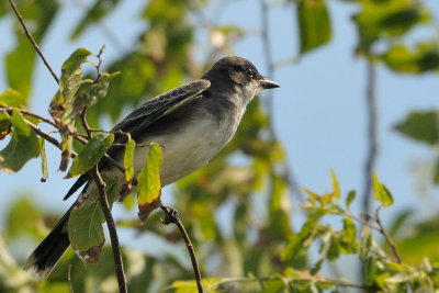 Kingbird_Eastern HS6_1607.jpg