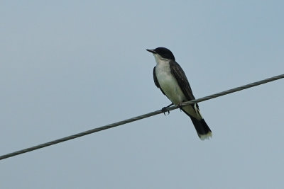 Kingbird_Eastern HS6_9626.jpg