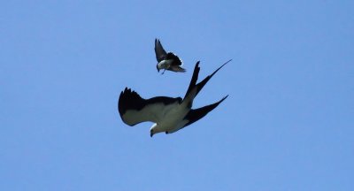 swallow-tailed kite attacked by eastern kingbi.jpg