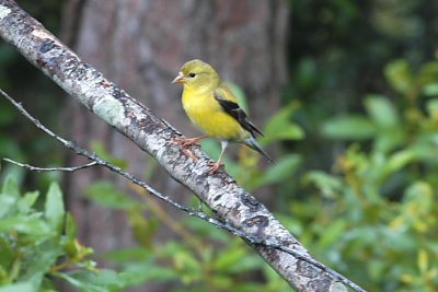 Goldfinch_American 0009.jpg