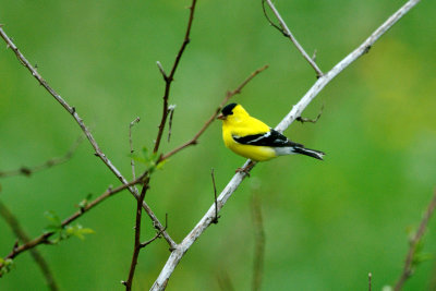 Goldfinch_American HS2_0677.jpg