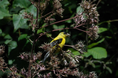 Goldfinch_American HS6_1241.jpg