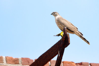 Hawk_Sharp-shinned HS1_9721.jpg