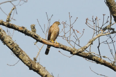 Hawk_Sharp-shinned