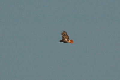 Hawk_Red-tailed