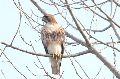 Hawk_Red-tailed 9344A.jpg