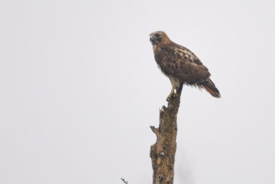 Hawk_Red-tailed HS4_7304.jpg