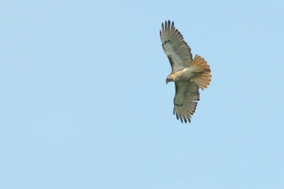Hawk_Red-tailed HS5_1204.jpg
