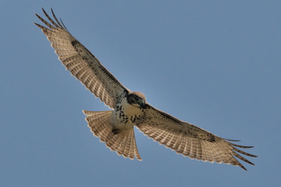 Hawk_Red-tailed HS6_0669.jpg