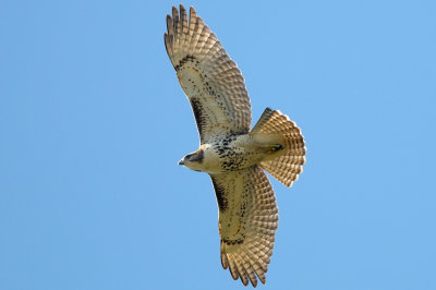 Hawk_Red-tailed HS6_4120.jpg