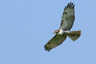 Hawk_Red-tailed