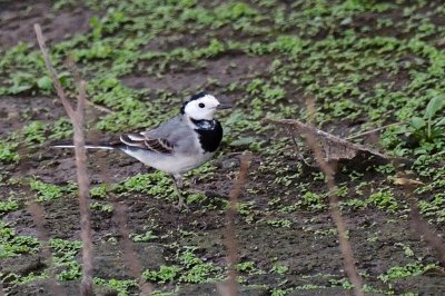 Wagtail_White
