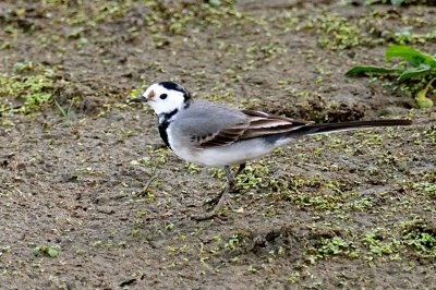 Wagtail_White H11_8723.jpg