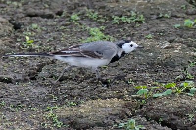 Wagtail_White H11_8779.jpg