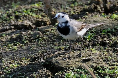 Wagtail_White H11_8802.jpg