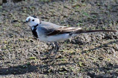 Wagtail_White H11_8804.jpg