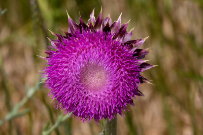 1J3A5811.jpg