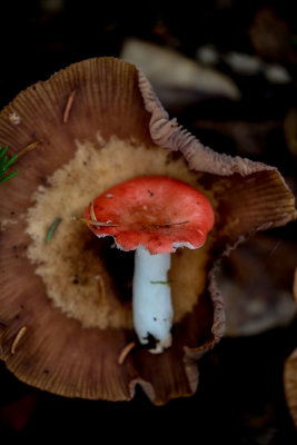 8I3C8676.jpg