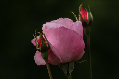 1J3A6106.jpg