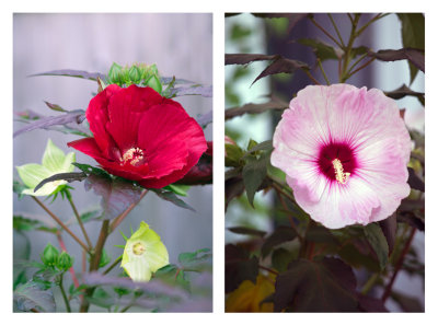 hibiscus