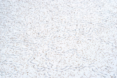 bird tracks