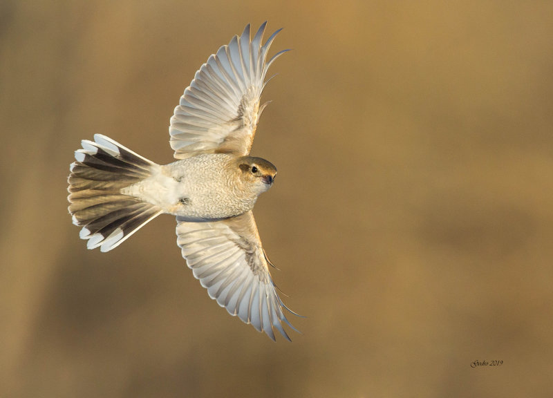 Northern Shrike ( Pie-griche grise ) Juvnile