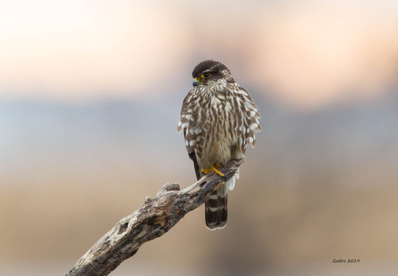 Merlin (Faucon merillon)