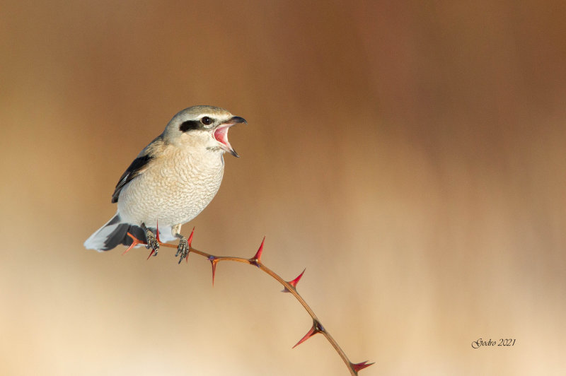 Pie griche borale ( Northern shrike )