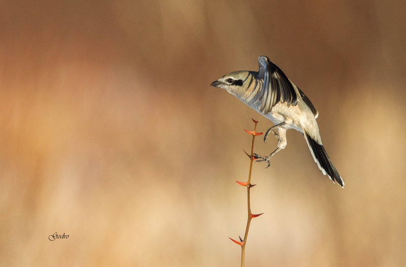 Pie griche borale ( Northern shrike )