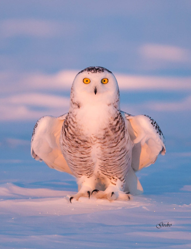 Snowy Owl ( Harfang des neiges )