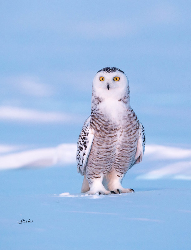 Snowy Owl ( Harfang des neiges )
