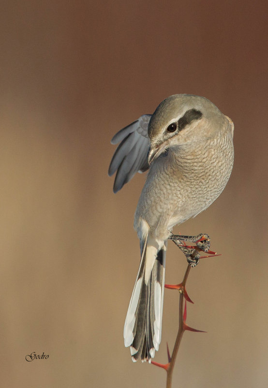 Northern Shrike ( Pie griche borale )