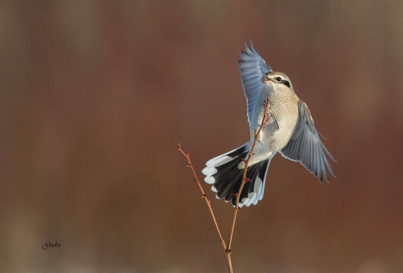 Northern Shrike ( Pie griche borale )