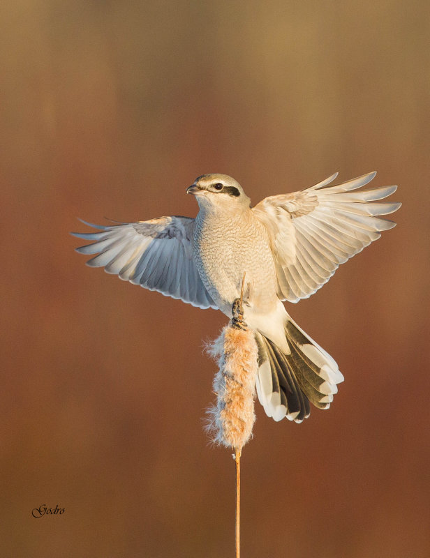 Northern Shrike ( Pie griche borale )