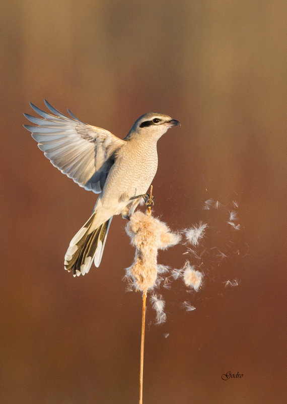 Northern Shrike ( Pie griche borale )