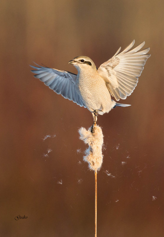 Northern Shrike ( Pie griche borale )