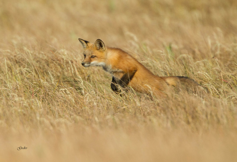 Red  fox ( Renard roux )