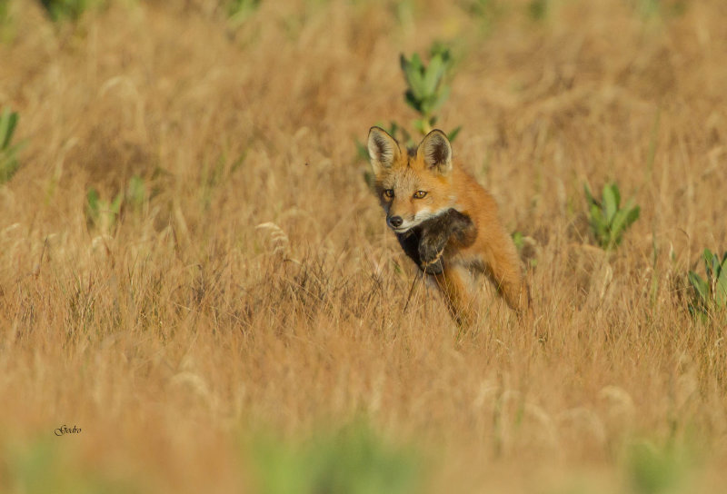 Red  fox ( Renard roux )