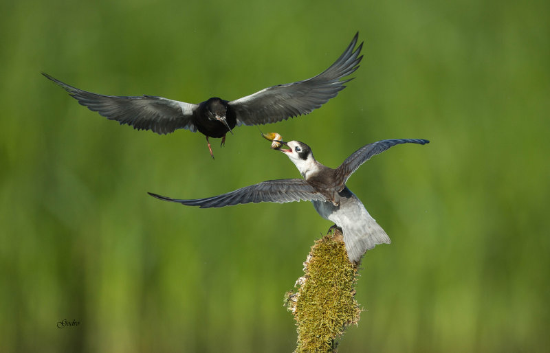 Black Tern (Guifette noire)