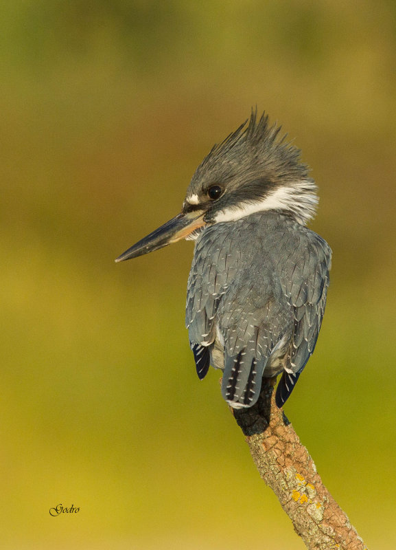Martin pcheur (Belted Kingfisher)