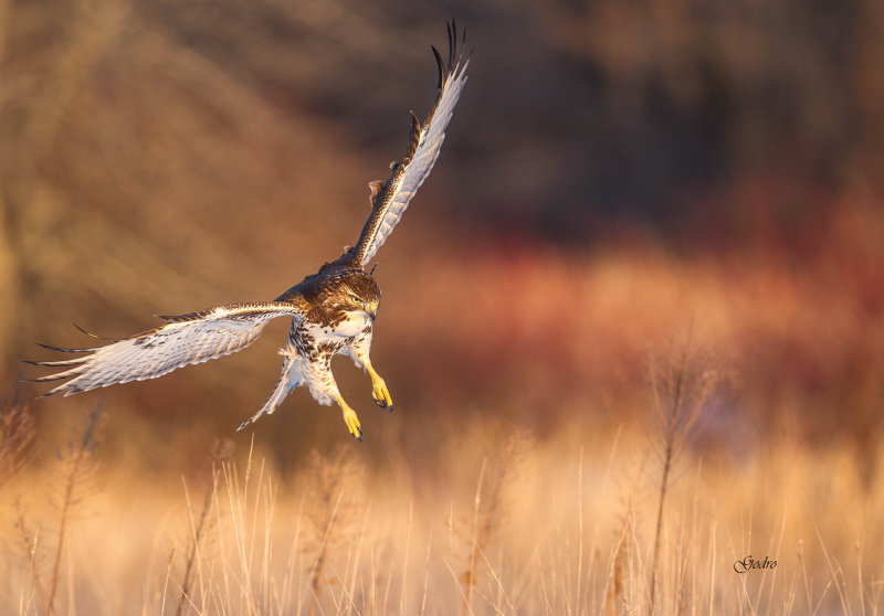 Buse a queue rousse (Red-Tailed Hawks)