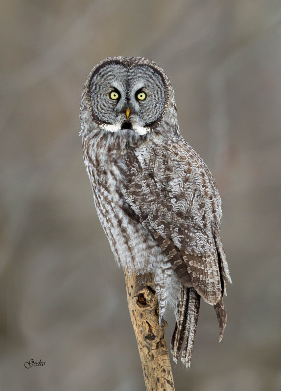 Chouette lapone ( Great Gray Owl )