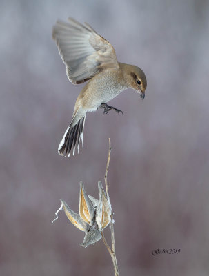 Pie-grièche (Shrike)