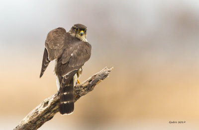 Merlin (Faucon merillon)