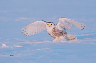 Snowy Owl ( Harfang des neiges )