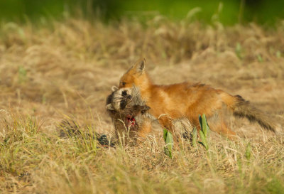 Red  fox ( Renard roux )