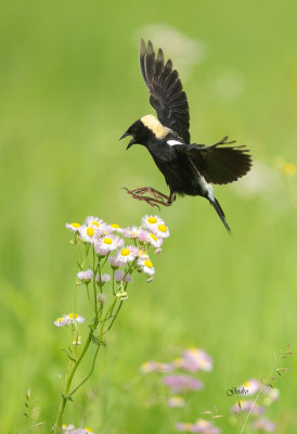 Bobolink ( Goglu des prs )